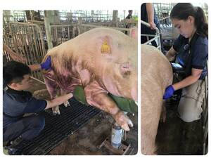 Yu-Ming Liu performed semen collection on a boar, while Catherine Tadlock conducted pregnancy checks on sows using ultrasound equipment. (Photo by IMAS)(Open new window/jpg file)Image